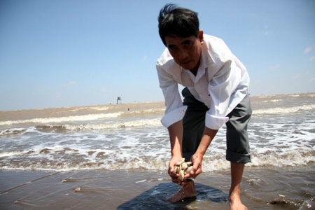 Ông Nguyễn Văn Nhịn buồn rầu vớt những xác nghêu chết bị sóng đánh dạt vào bờ biển.