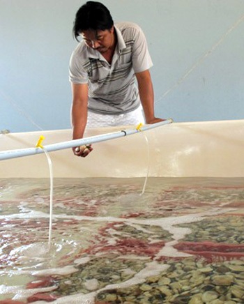 Ông Nguyễn Văn Nhịn buồn rầu vớt những xác nghêu chết bị sóng đánh dạt vào bờ biển.