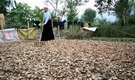 Bà Tiến dùng những loại thảo dược quý trong rừng để chữa bệnh.