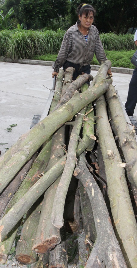Đặc xá - nẻo về canh cánh (2) - 2 Đinh Thị H đang lao động cải tạo.