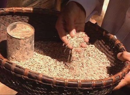 Bệnh nhân mắc “viêm da lạ” 3 lần trốn viện và uống rượu - 3 Hạt gạo có màu sẫm và mốc như thế này được kiểm nghiệm hàm lượng aflatoxin cao hơn quy định.