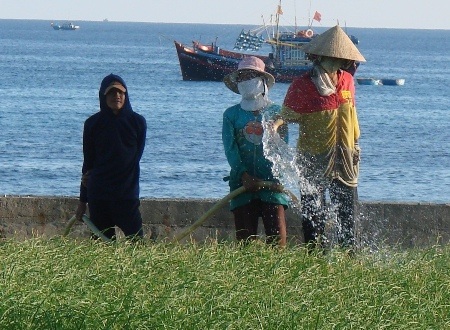 Những cánh đồng trồng hành đang khô héo vì thiếu nước trầm trọng.