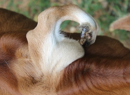 Chân thứ 5 nằm trên lưng thật kỳ lạ.