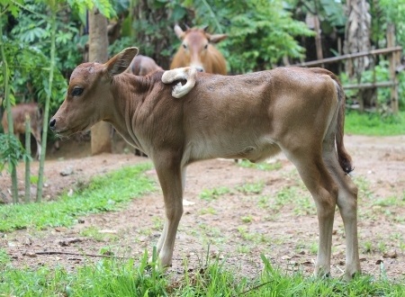 Con bê khá nhút nhát khi tiếp xúc với người lạ.
