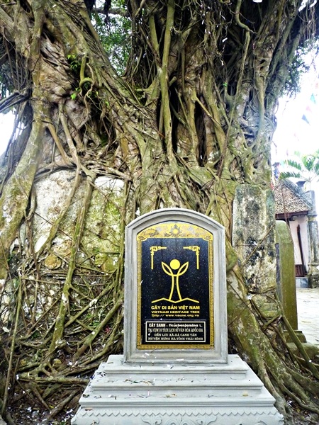 Sanh đại thụ hơn 200 tuổi ở đền Lưu Xá được công nhận