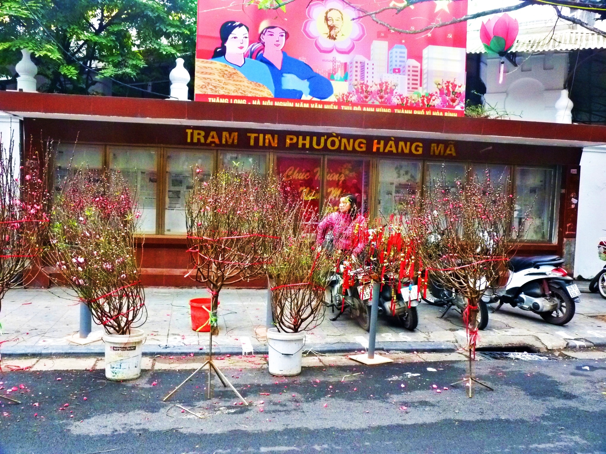 Các loài hoa từ những cánh đồng vùng ngoại thành, nhất là vùng 