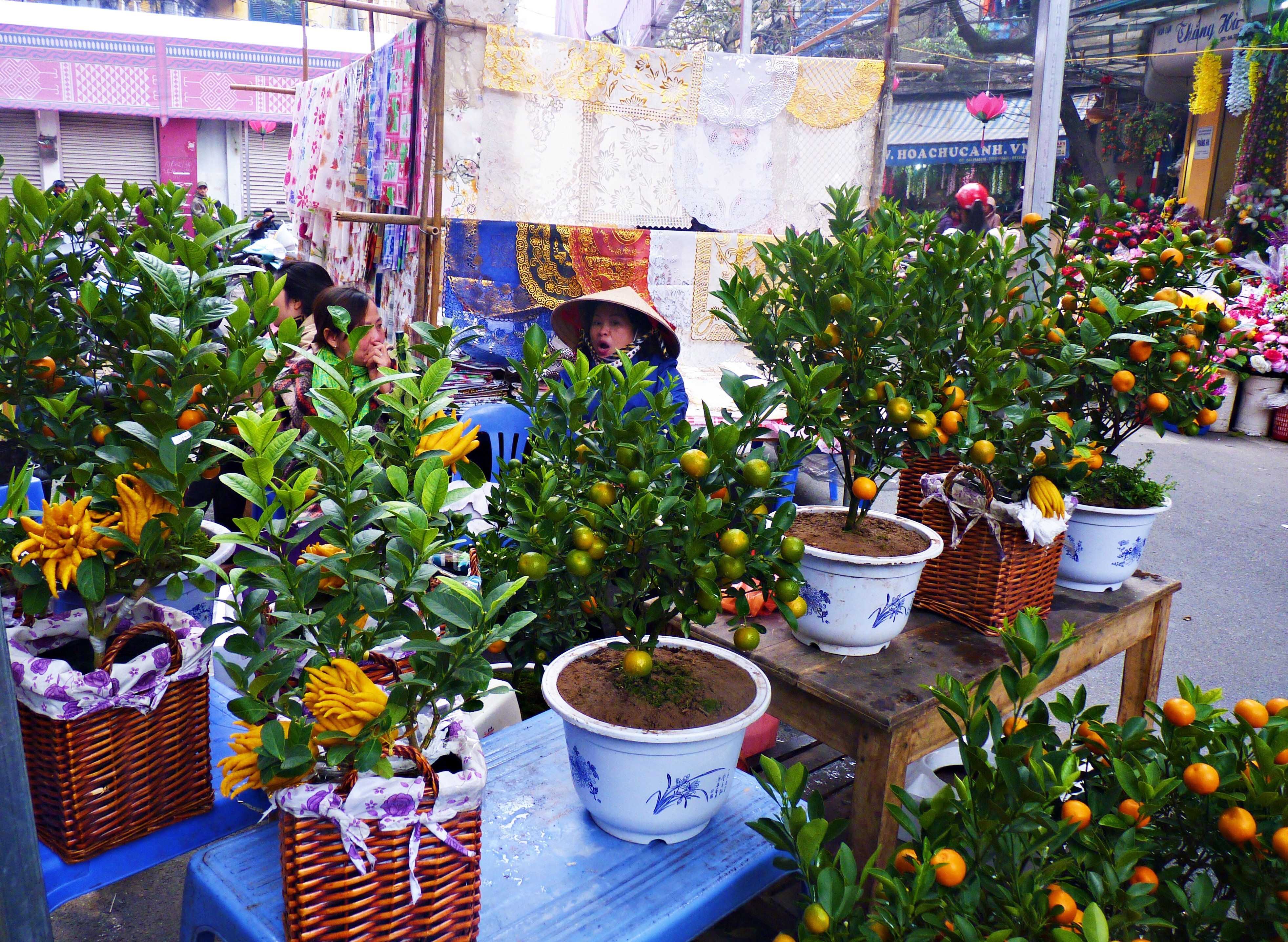 Những chậu
phật thủ cũng được cách điệu khá bắt mắt.