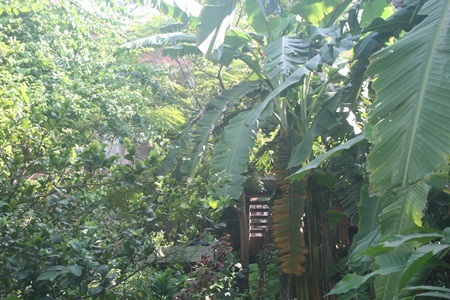 Trường học bỏ hoang 20 năm, chính quyền bất lực? - 1