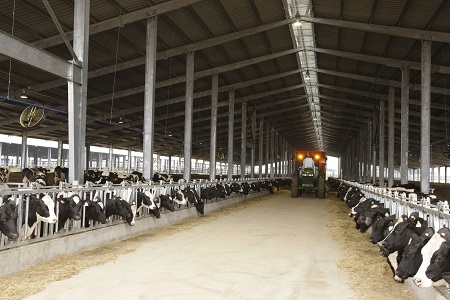 Chuyện chưa kể về “cuộc cách mạng” sữa sạch của TH True Milk - 1 Bò sữa ở trang trại TH được ăn cỏ ủ chua diệt vi khuẩn, được tắm mát