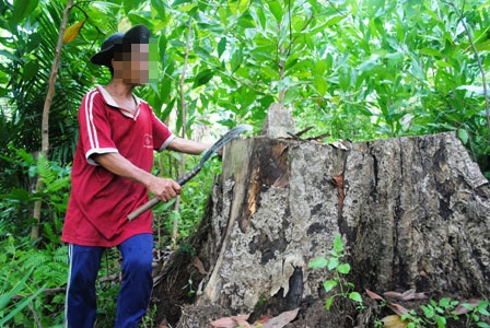 Nạn phá rừng đang gia tăng trở lại - 1 Nạn phá rừng đang gia tăng trở lại - 1