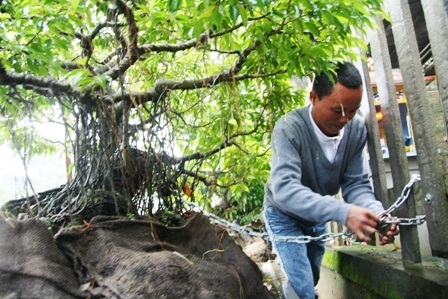Khởi tố nhóm tội phạm chuyên trộm cây sanh - 1