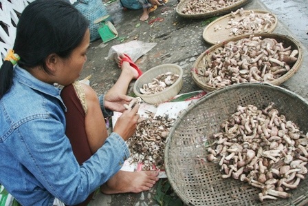 Mùa nấm tràm trên đường phố Huế - 1