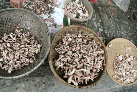 Mùa nấm tràm trên đường phố Huế - 8