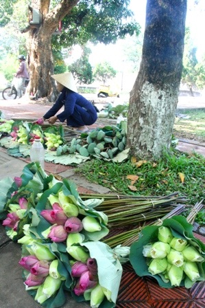 Quyến rũ mùa sen Cố đô  - 12