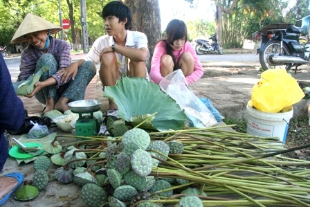 Quyến rũ mùa sen Cố đô  - 13