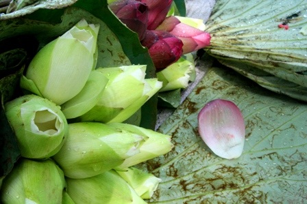 Quyến rũ mùa sen Cố đô  - 14