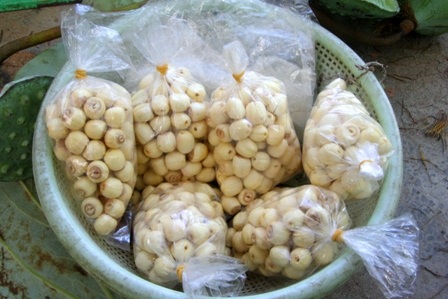 Quyến rũ mùa sen Cố đô  - 16