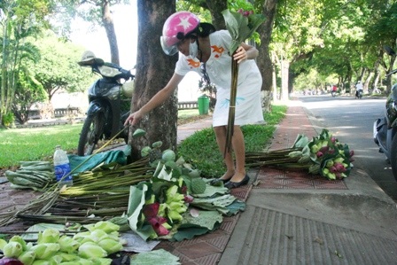 Quyến rũ mùa sen Cố đô  - 17