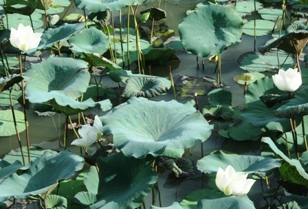 Quyến rũ mùa sen Cố đô  - 3