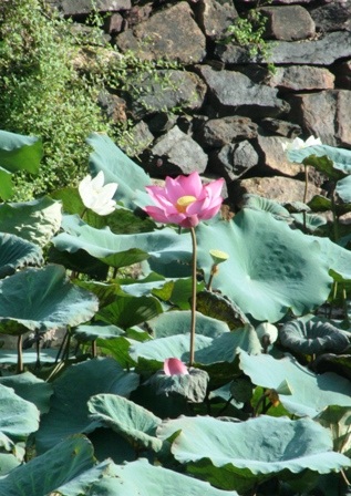 Quyến rũ mùa sen Cố đô  - 4