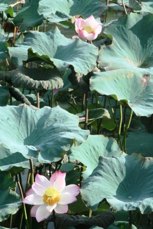 Quyến rũ mùa sen Cố đô  - 5