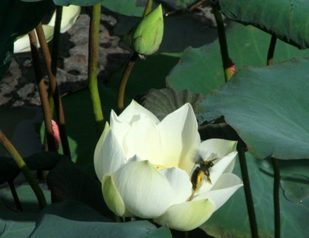 Quyến rũ mùa sen Cố đô  - 6