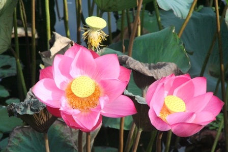 Quyến rũ mùa sen Cố đô  - 7