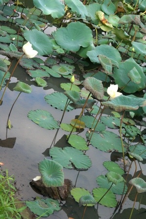 Quyến rũ mùa sen Cố đô  - 8