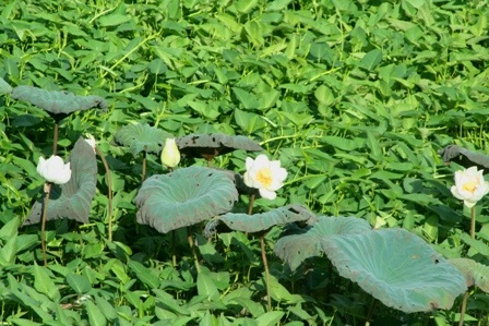 Quyến rũ mùa sen Cố đô  - 9