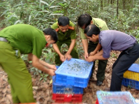 Thả 1.300 con chim quý về rừng - 1