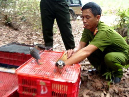 Thả 1.300 con chim quý về rừng - 2