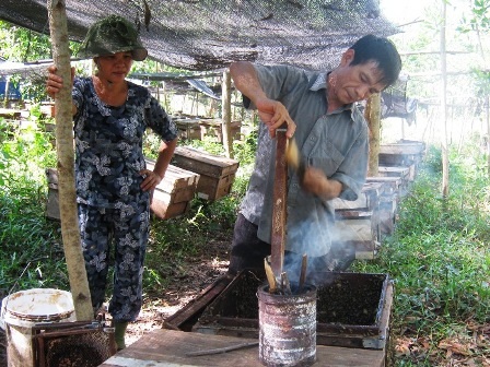 Độc đáo nghề đưa ong đi... tìm mật - 1 Độc đáo nghề đưa ong đi... tìm mật - 1