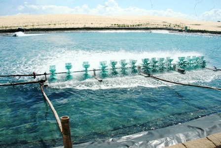 Hàng trăm hồ nuôi tôm “đắp mền” vì... tự gây ô nhiễm - 3