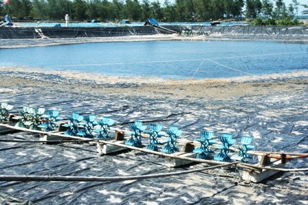 Hàng trăm hồ nuôi tôm “đắp mền” vì... tự gây ô nhiễm - 2