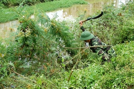 Huế: Lại ra quân tiêu diệt "kẻ xâm lấn" mai dương - 3