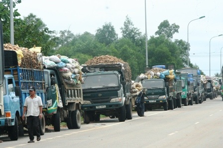 Bán tháo sắn ngập lũ, hàng trăm xe ùn ứ trước nhà máy sắn - 1