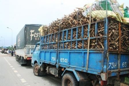 Bán tháo sắn ngập lũ, hàng trăm xe ùn ứ trước nhà máy sắn - 4