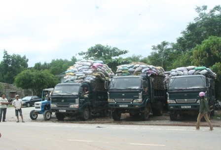 Bán tháo sắn ngập lũ, hàng trăm xe ùn ứ trước nhà máy sắn - 5