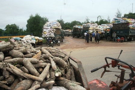 Bán tháo sắn ngập lũ, hàng trăm xe ùn ứ trước nhà máy sắn - 6