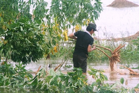 Bán tháo sắn ngập lũ, hàng trăm xe ùn ứ trước nhà máy sắn - 8