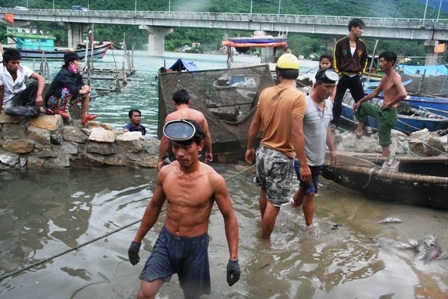 Ngư dân điêu đứng vì hàng trăm tấn cá lăn ra chết - 5