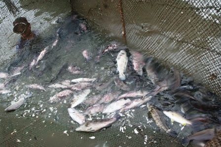 Ngư dân điêu đứng vì hàng trăm tấn cá lăn ra chết - 6