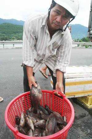 Ngư dân điêu đứng vì hàng trăm tấn cá lăn ra chết - 7
