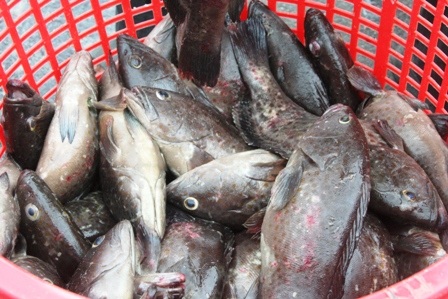 Ngư dân điêu đứng vì hàng trăm tấn cá lăn ra chết - 8