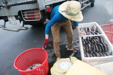 Ngư dân điêu đứng vì hàng trăm tấn cá lăn ra chết - 11