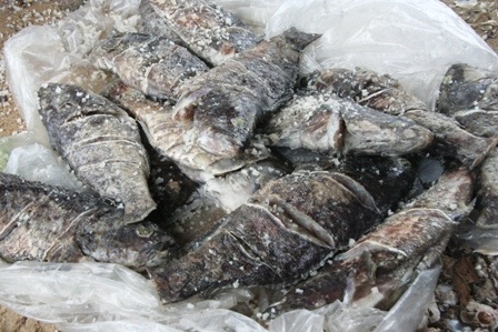 Ngư dân điêu đứng vì hàng trăm tấn cá lăn ra chết - 12