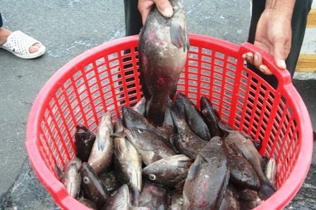 Ngư dân điêu đứng vì hàng trăm tấn cá lăn ra chết - 1