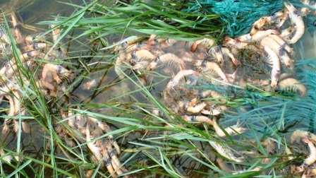 Tòa bác đơn kiện của nông dân vì “không có cơ sở” - 3