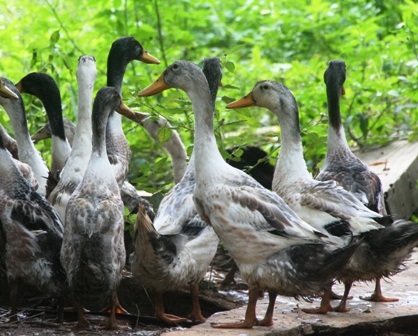 Người dân bị lừa mua hàng ngàn con vịt “dỏm” - 1