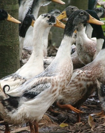 Người dân bị lừa mua hàng ngàn con vịt “dỏm” - 3